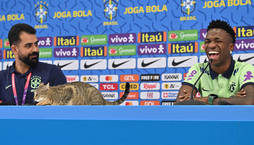 Gato invade entrevista coletiva do atacante Vinícius Jr. (NELSON ALMEIDA / AFP)